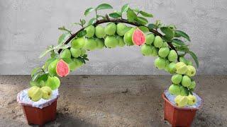 Unique Technique : Grafting Guava Tree Using Potato Growing Faster and Has Many Fruits