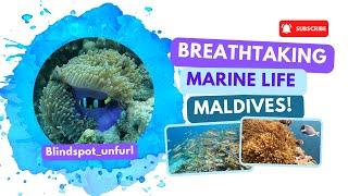 Breathtaking marine life #Maldives