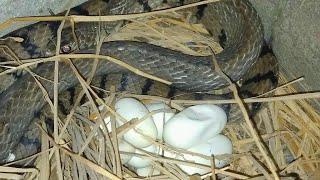 The Best Video Snakes and eggs | sreyloeng Home Trap