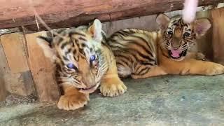 OMG!!! so fierce  #tigercub #tiger #kitten #foryou #fpy #cute #kitty #zoo #adorable