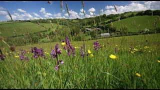 The restoration of the wildflower meadows at Deer Park Farm, Audrey Compton