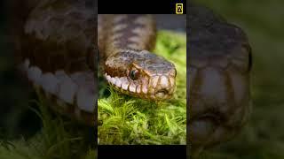 snake hiss sound   #snake #wildlife #animals #shortvideo #shorts #short