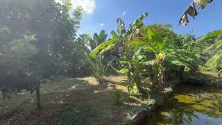 4 Garden Houses and Various Fruit Trees for Sale in Thai Mueang, Phangnga