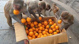 Feeding orange and tomatoes to wild monkeys || feeding monkey || monkey video