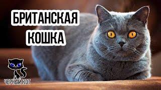  Британская кошка: плюсы и минусы породы