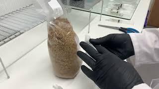 Making mushroom spawn with liquid culture syringes