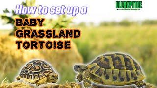 How To Set Up A | Baby Grassland Tortoise