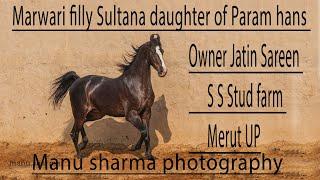 Marwar filly Sultana 65 inch Sire Param Hans of Gajendra Pal singh Posana