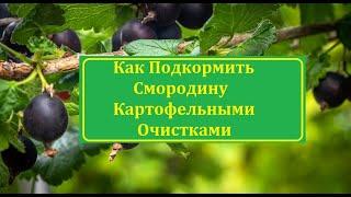 Как Подкормить Смородину Картофельными Очистками. Подкормка Смородины Крыжовника Крахмалом.