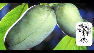 Indian Banana - PawPaw | Fruit, Cutting & Tree of Asimina Triloba