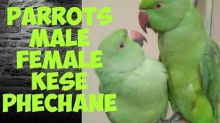 How to identify male and female indian ringneck parrot ? Difference between male and female inparrot