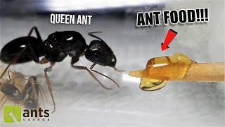 Giving a NEW & HUNGRY ANT COLONY It's First Meal Ever (Heart-Warming REACTION)