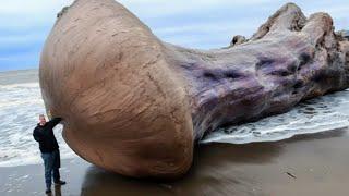 Man's Camera Caught Something Terrifying on the Beach