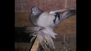 #pigeon# Узбекские бойные, среднеазиатские голуби, агараны,касаны. Что оставил на племя .