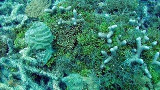 We Can Save Coral Reefs