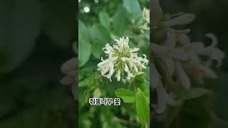 너무 꽃향이 짙은 쥐똥나무#꽃#봄#향기#산책