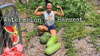 WATERMELON HARVEST - NC ZONE 7b ORGANIC GARDEN - signs that your watermelon is ready to pick! 