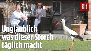 Seltene Bilder: Dieser Storch hat sich in Menschen verliebt