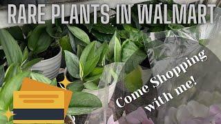 Florida Walmart finally has a new rare houseplant | Plant Haul | Big box store shopping