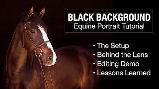 Black Background Equine Portrait Tutorial