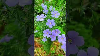 The beauty of Flax Flowers #FlaxFlowers #BlueFlowers #FloralBeauty