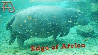 BUSCH GARDENS Tampa Bay  - Edge of Africa and Serengeti Plain Animals