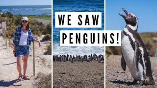 PATAGONIA WILDLIFE: Spotting Penguins + Sea Lions on Valdes Peninsula | Chubut, Argentina