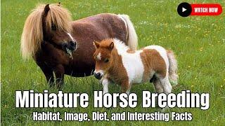 Miniature Horse Breeding - Habitat, Image, Diet, and Interesting Facts | United States