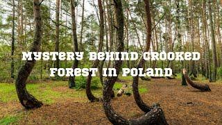 Mystery behind Crooked Forest in Poland