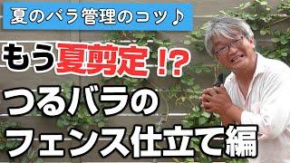 【バラの育て方】夏のバラ管理のコツもう夏剪定！？つるバラのフェンス仕立て編（2024年7月5日）