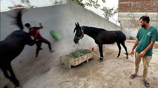 Hmari Horse Hmen Bht tang kr Rahi hai