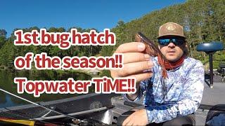 Jackall Gavacho Popping Frog Topwater fishing for largemouth bass