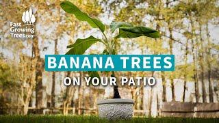 BANANA TREES on Your Patio - Tropical Fruit Plant at Home