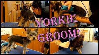 Full Ear to Tail Yorkie Groom | Dog Grooming Student