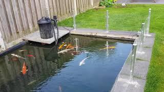 Koi Karper / Koi Pond 2018