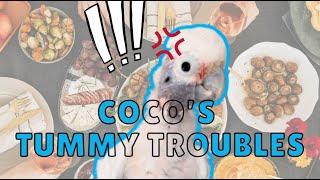 Cockatoo Coco's Tummy Troubles #talkingparrot #talkingbirds #cute #bird #funny #animals