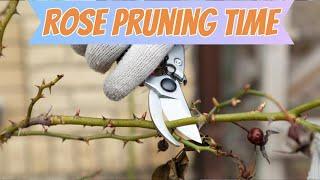 Gulab ki hard pruning krne ka time a gia | How to hard prune your rose plant