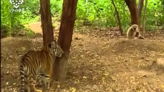 Singe taquin, embêtant deux jeunes tigres