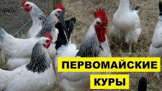 Разведение кур Первомайской породы как бизнес идея | Птицеводство | Первомайские куры