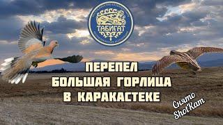 Перепел и большая горлица в Каракастеке! Сентябрь 2024