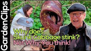 Eastern Skunk Cabbage - Symplocarpus foetidus - Why does it stink? Not why you think!