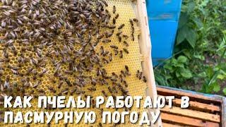 Обзор пасеки: как пчелы работают в пасмурную погоду!