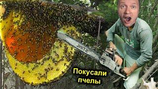 Нашли УЛЕЙ ДИКИХ ПЧЁЛ ОГРОМНЫЙ ИСКУСАЛИ прям на ДЕРЕВЕ ️ ЛИХОРАДКА и ГАЛЮЦИНАЦИИ от УКУСОВ