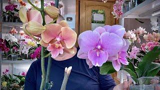 орхидеи РАЗОЧАРОВАШКИ садовники бракоделы ОЖИДАНИЯ и РЕАЛЬНОЕ цветение орхидей