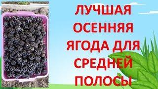 ОЧЕНЬ УРОЖАЙНАЯ ОСЕННЯЯ ЯГОДА ДЛЯ СРЕДНЕЙ ПОЛОСЫ. Выращивание ежевики. Ежевика без шипов.