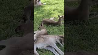 kangaroo #viralshortsvideo #shortsfeed #brisbane #kangaroo #tubeshortvideo #travel