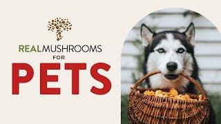 5 Mushrooms for Dogs and Cats with Veterinarian Dr. Rob Silver DVM, MS