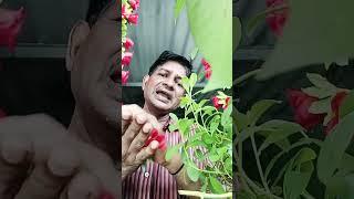 #love  O Lali Phool Ki Mehandi Lagai Gore Hathon Mein