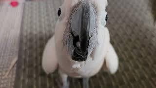 Don't Touch A Cockatoo's Cardboard!!!