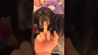 Other Dogs vs My Dog: The Finger Test  #shorts #dog #pomeranian